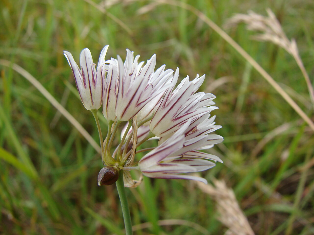 Image of Allium melanantherum specimen.