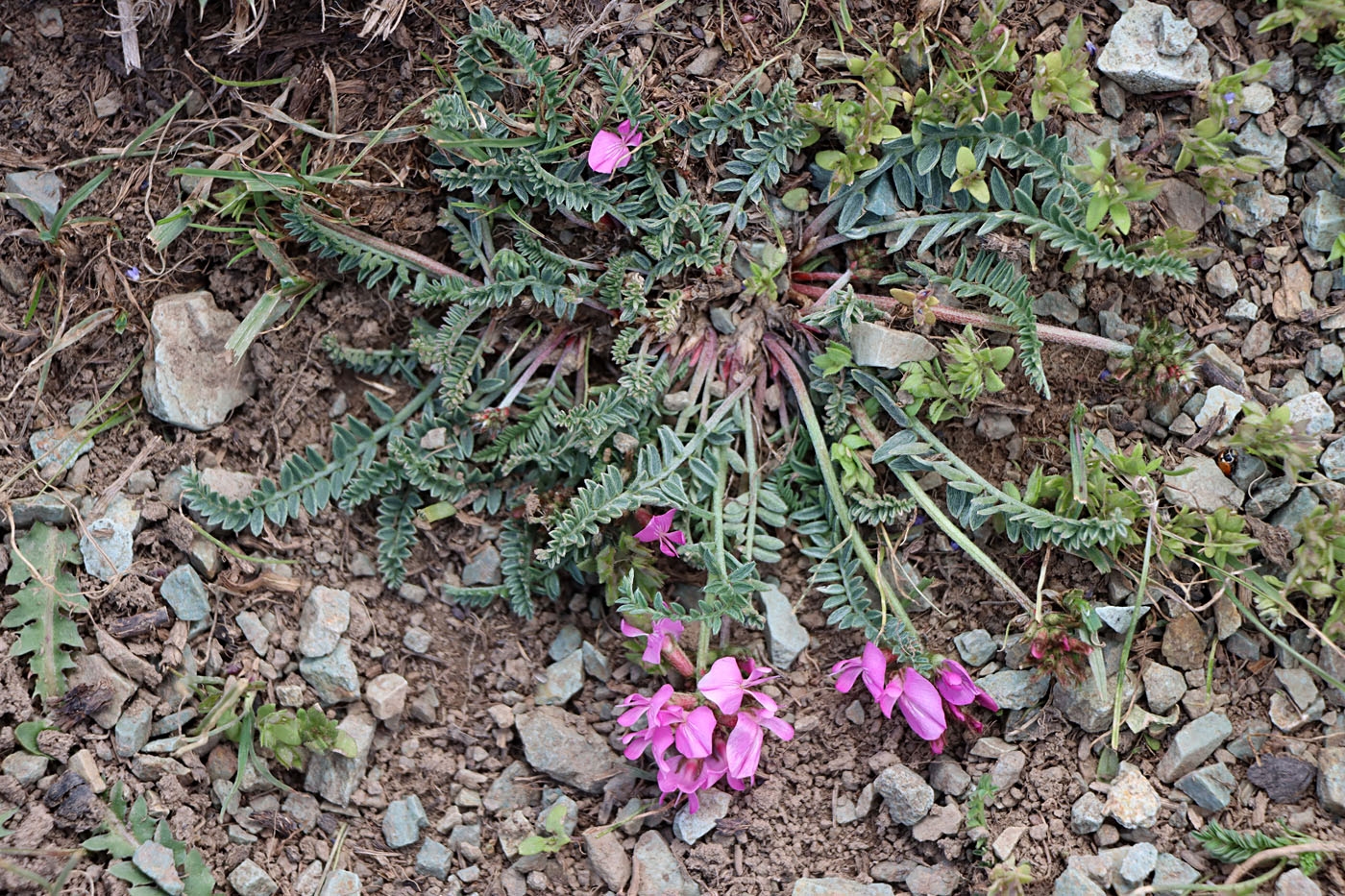 Image of Oxytropis lasiocarpa specimen.