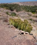 Euphorbia canariensis