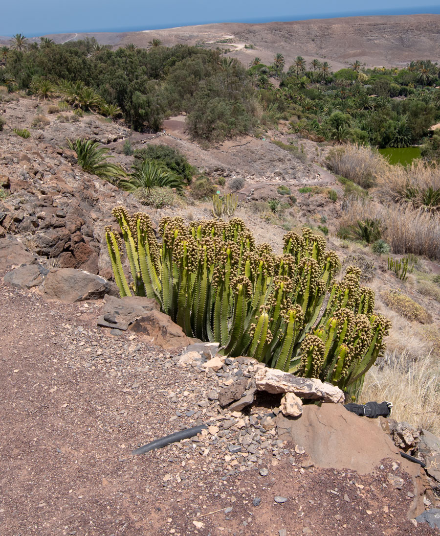 Image of Euphorbia canariensis specimen.