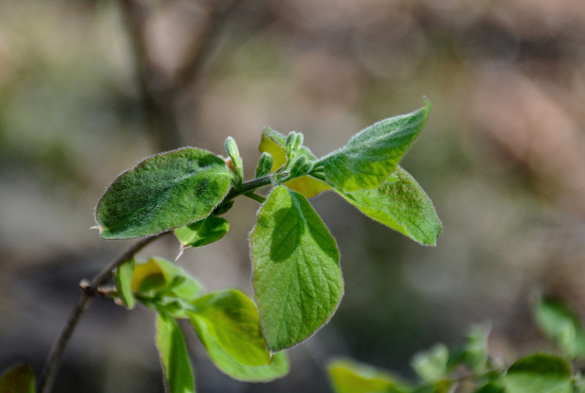 Image of Lonicera xylosteum specimen.