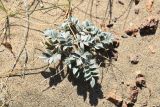 genus Astragalus. Вегетирующее растение. Казахстан, Алматинская обл., нац. парк \"Алтын-Эмель\", подножие Поющего бархана, слабозакреплённые пески. 12 июня 2022 г.