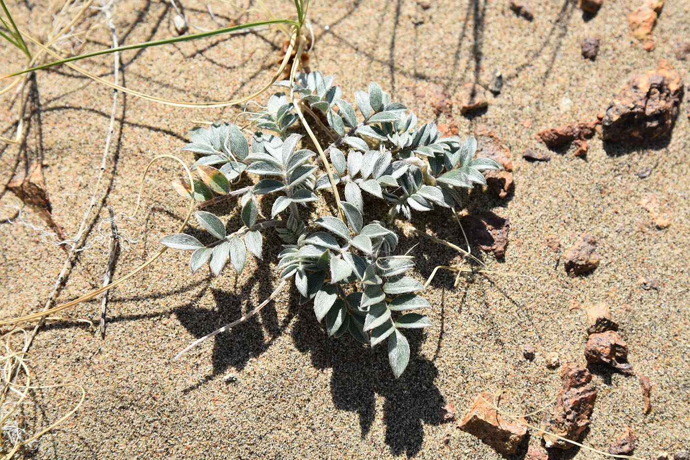 Изображение особи род Astragalus.