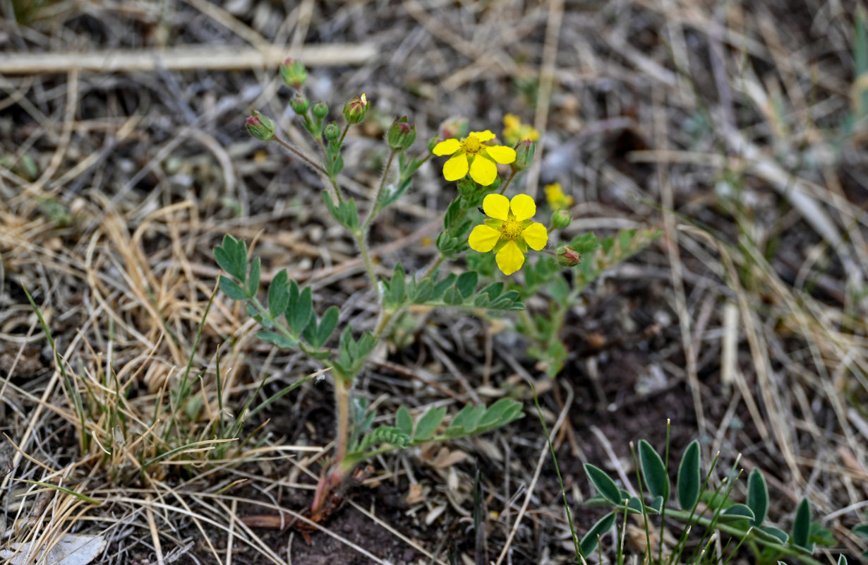 Image of Potentilla bifurca specimen.