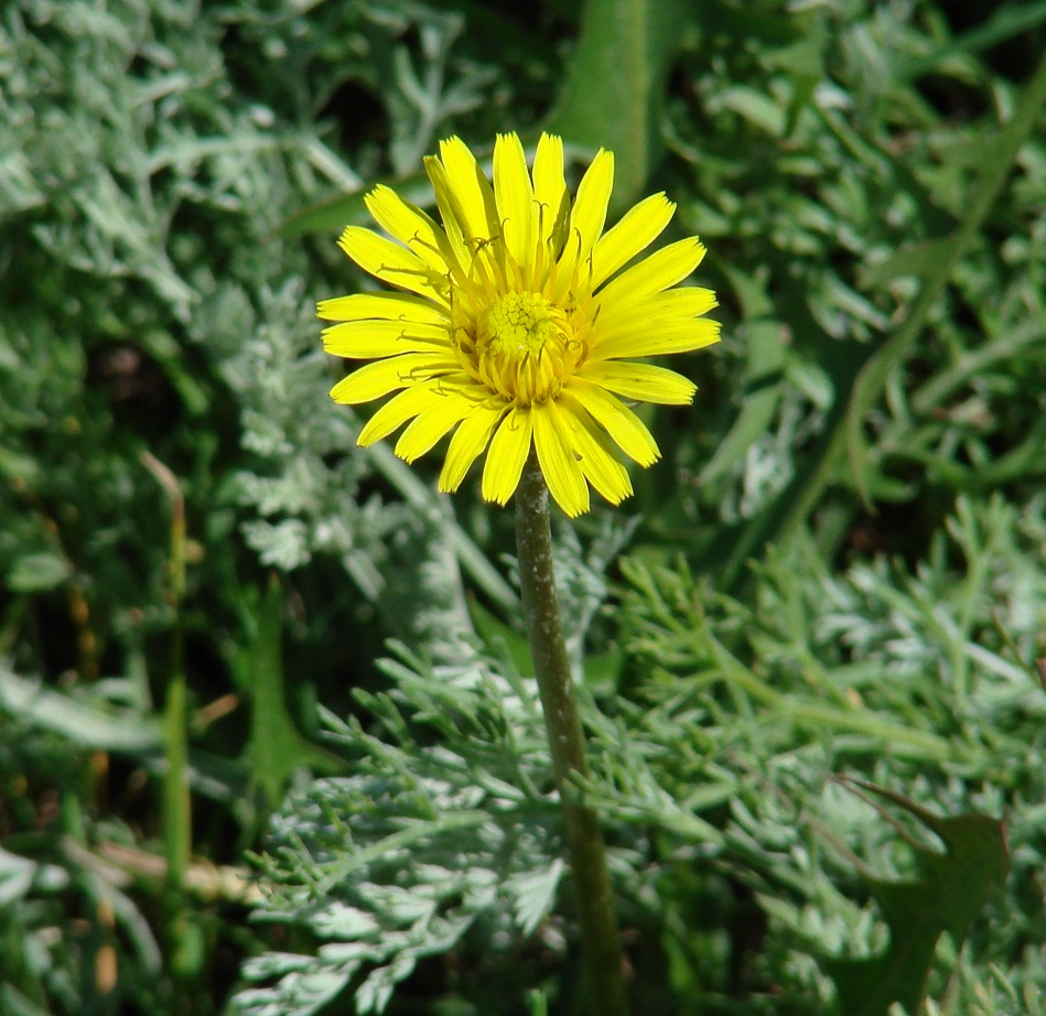 Image of genus Taraxacum specimen.