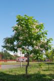 Catalpa bignonioides