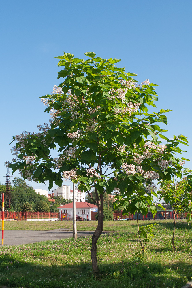 Image of Catalpa bignonioides specimen.