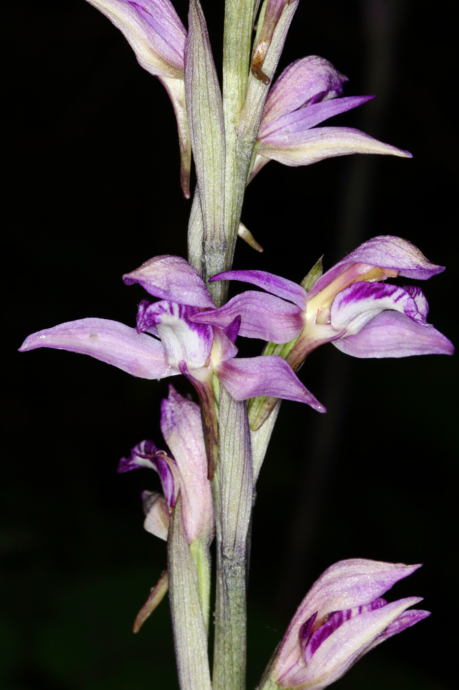 Image of Limodorum abortivum specimen.