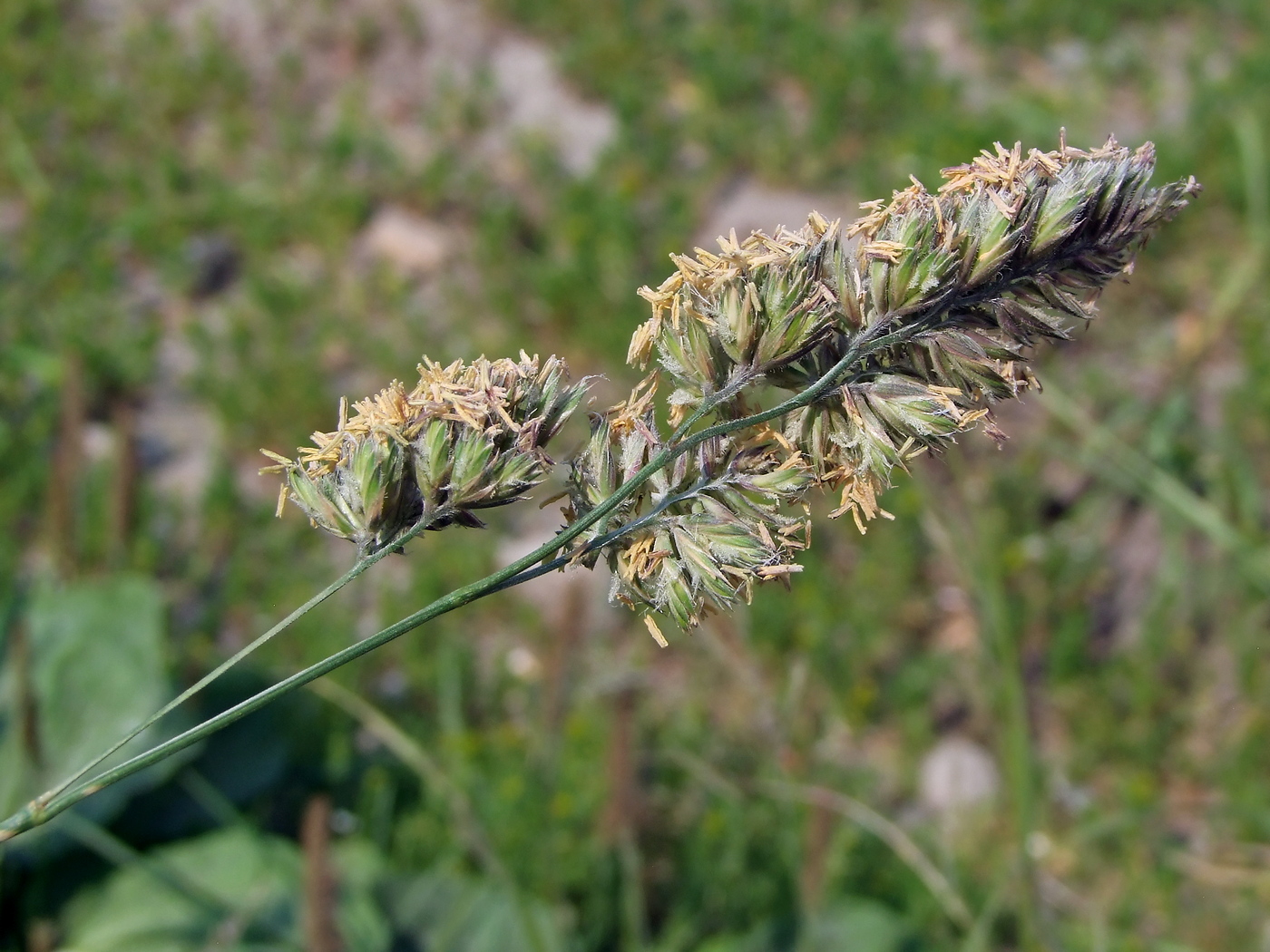 Изображение особи Dactylis glomerata.