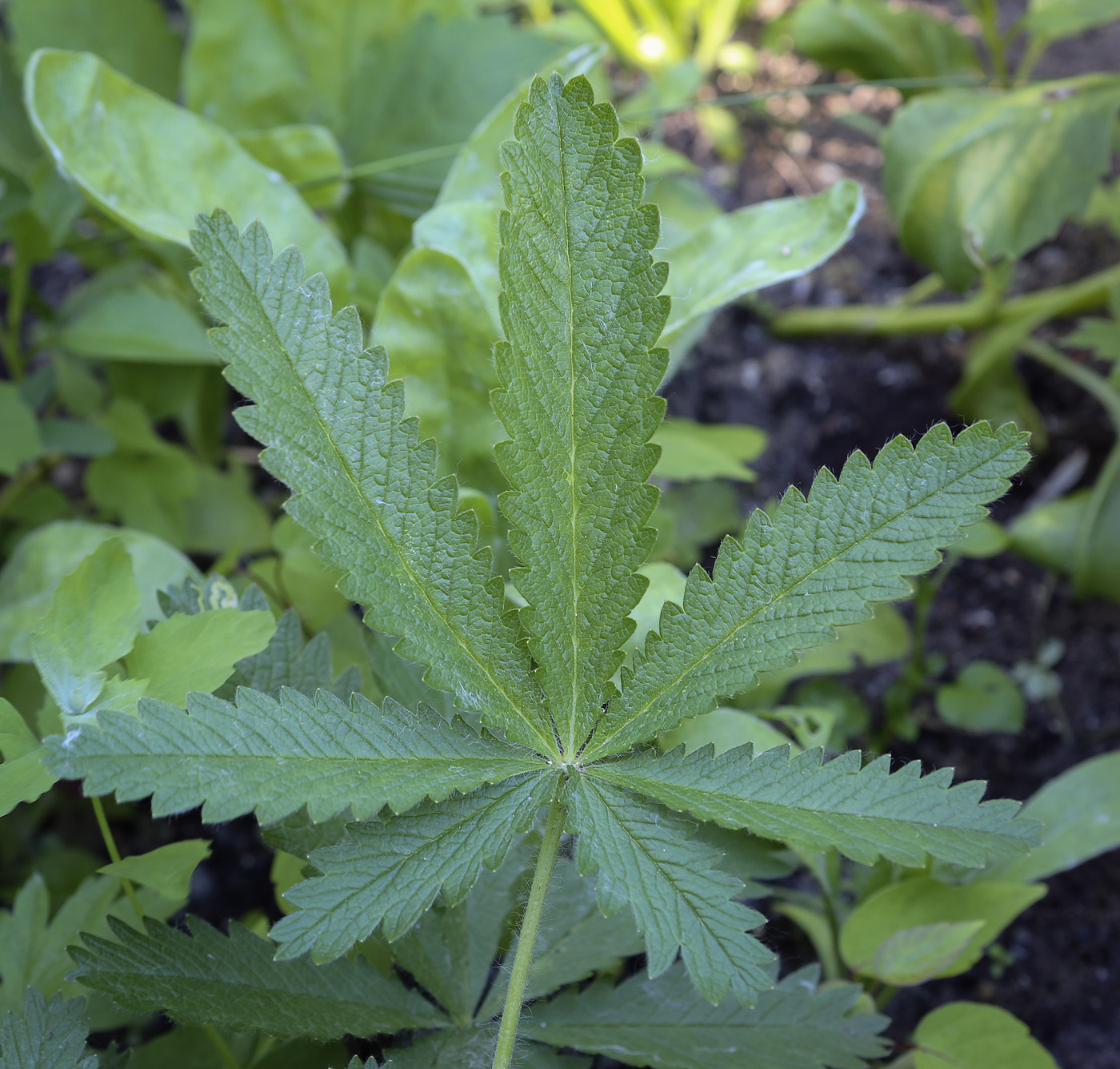 Image of Potentilla recta specimen.