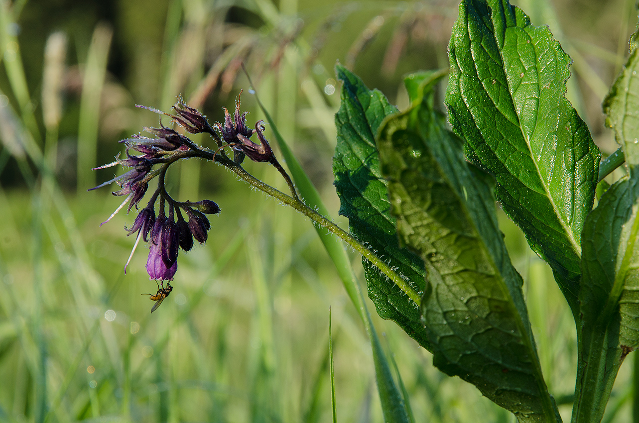 Image of Symphytum officinale specimen.