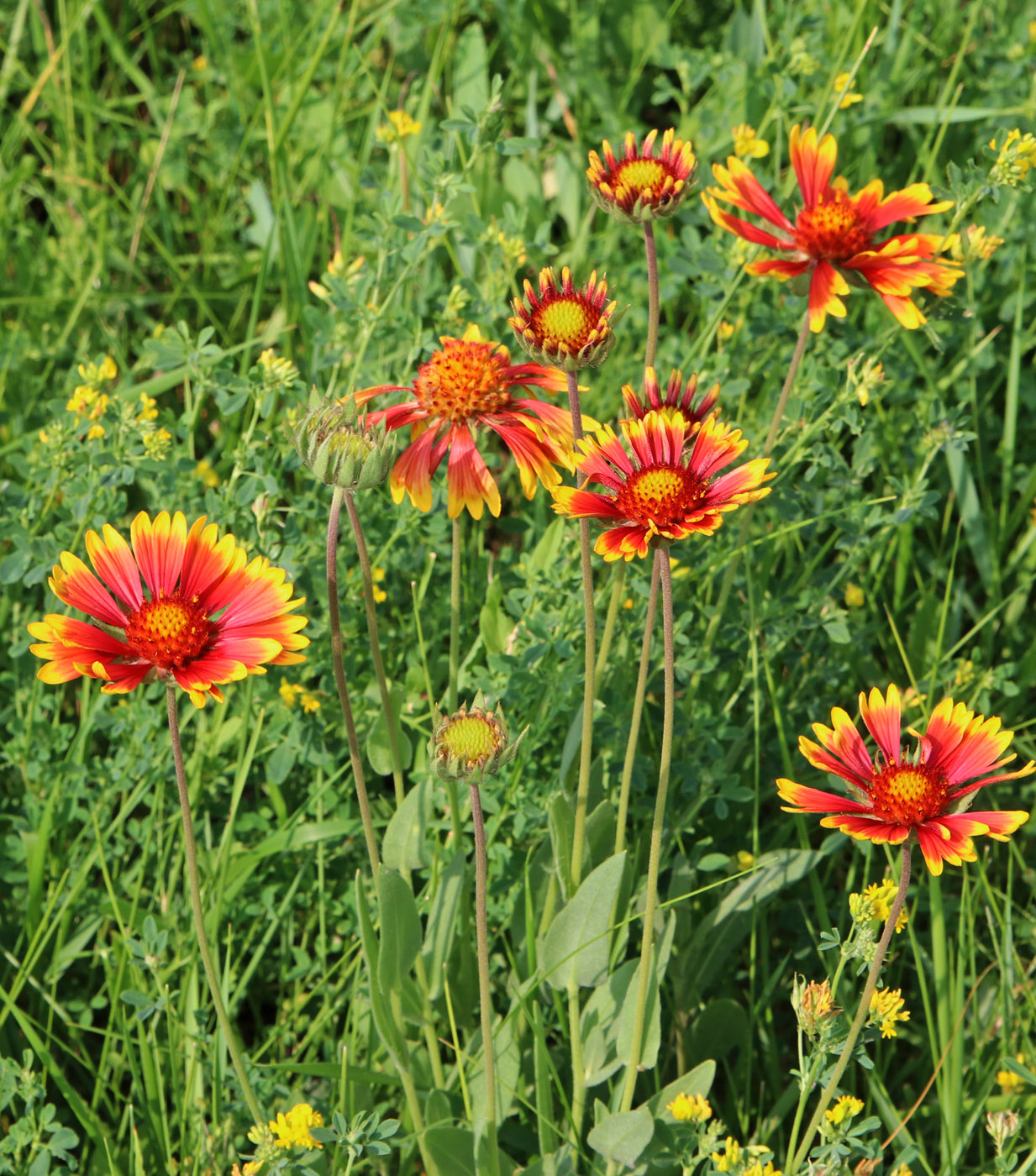 Image of Gaillardia aristata specimen.