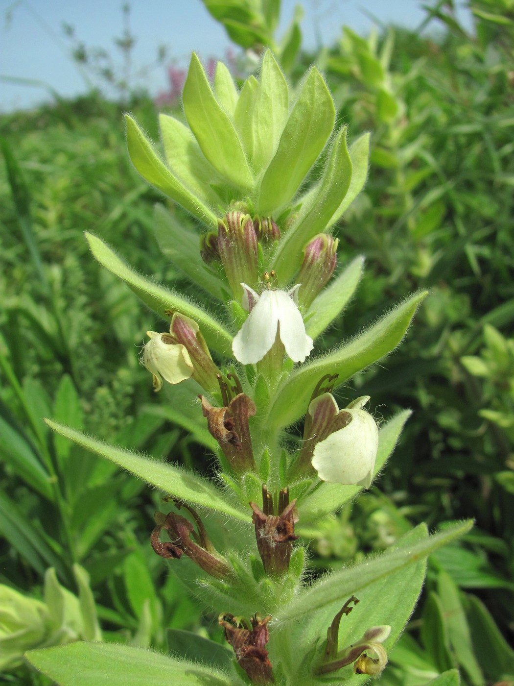 Image of Ajuga laxmannii specimen.