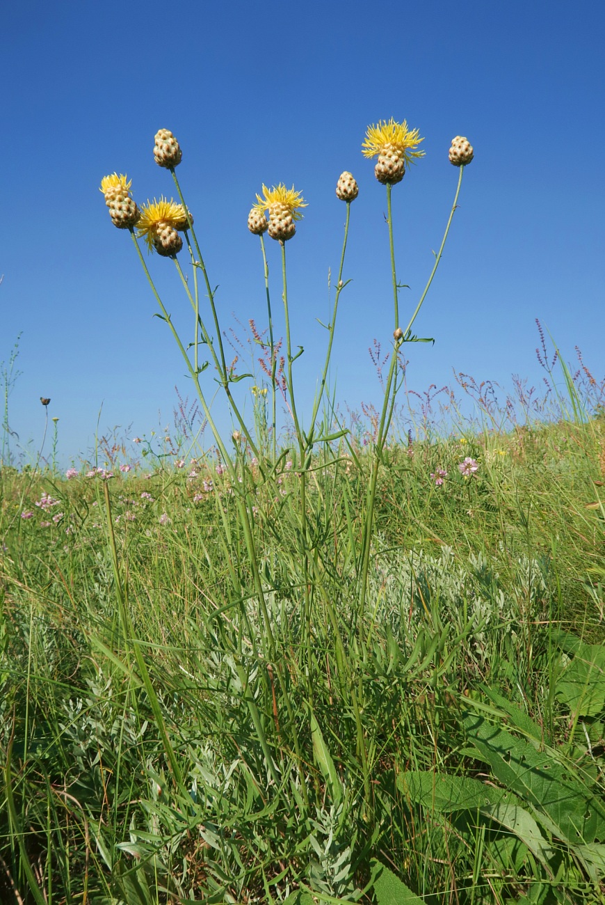 Image of Centaurea orientalis specimen.