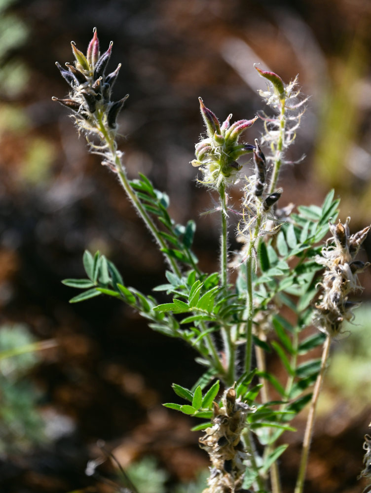 Image of Oxytropis pilosa specimen.