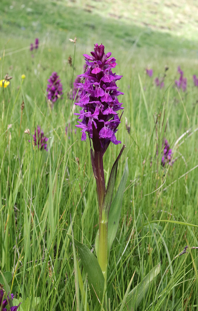 Изображение особи Dactylorhiza euxina.