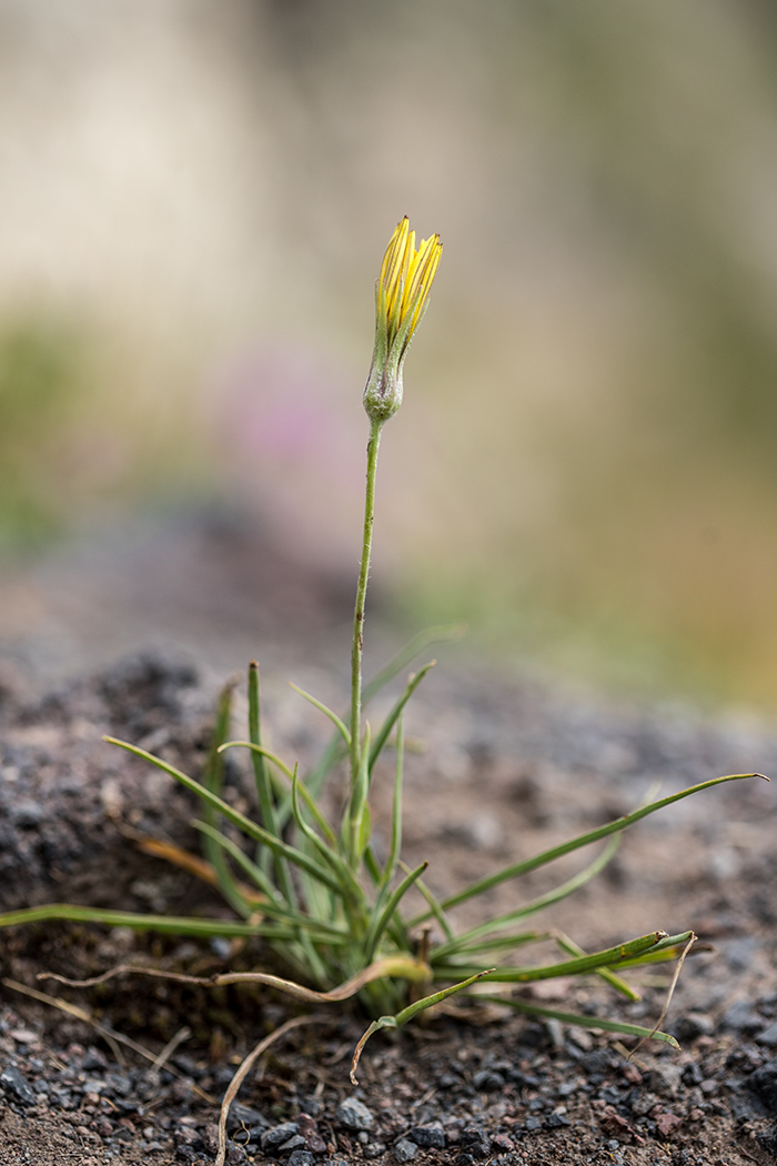 Image of Tragopogon filifolius specimen.