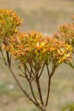 Senecio othonnae