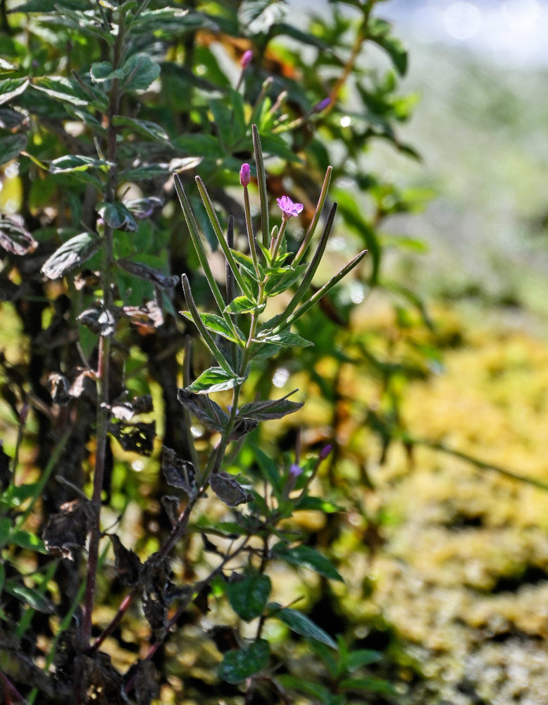 Изображение особи род Epilobium.