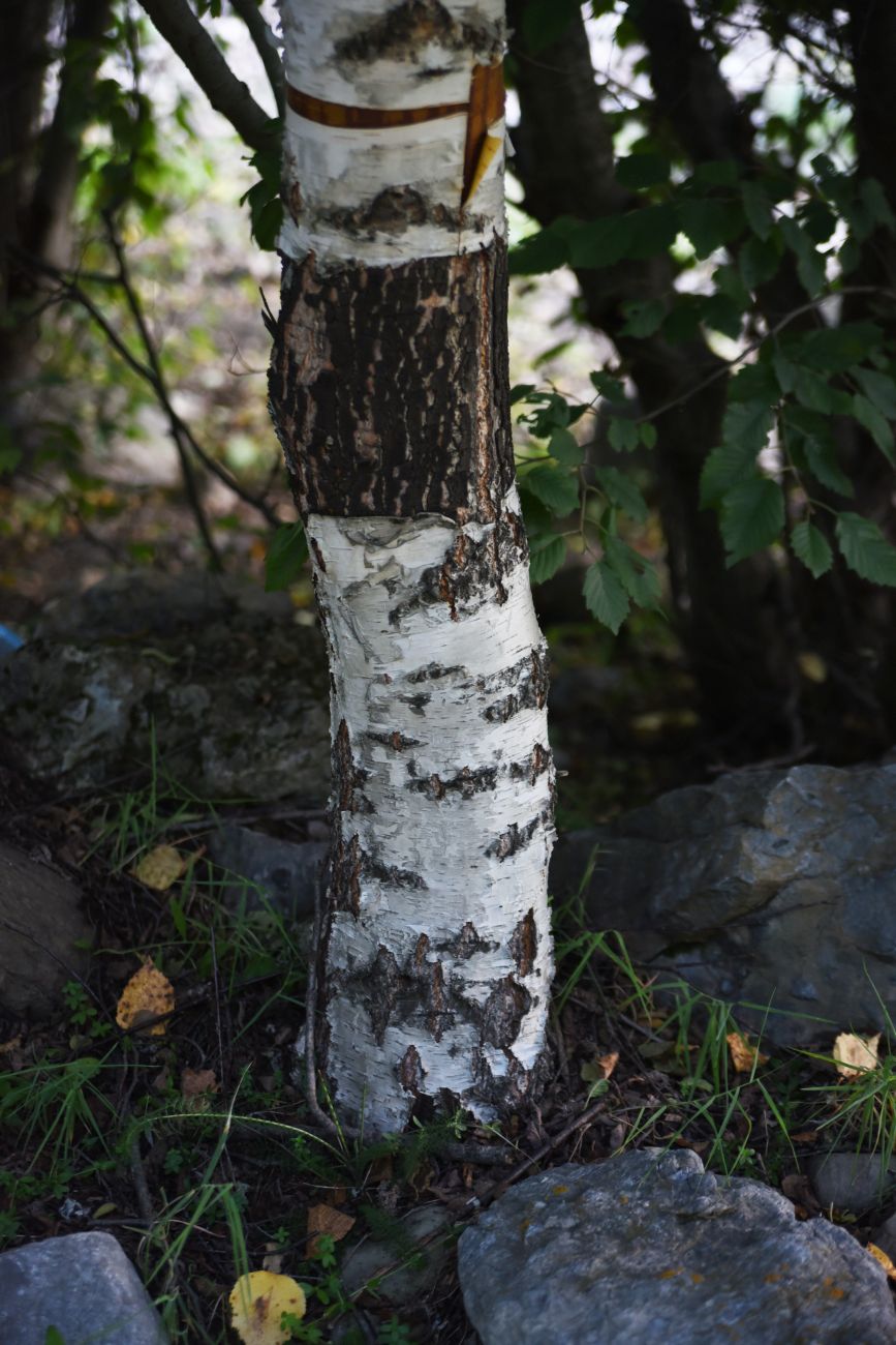 Image of genus Betula specimen.