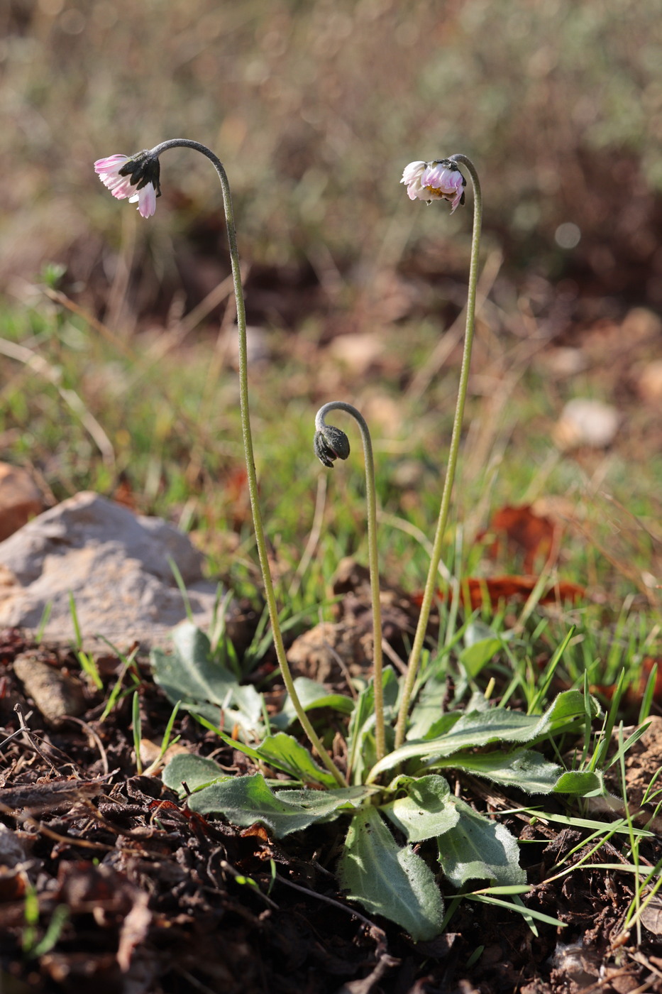 Image of Bellis sylvestris specimen.