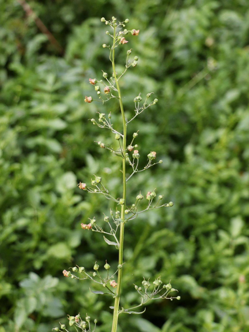 Изображение особи Scrophularia umbrosa.