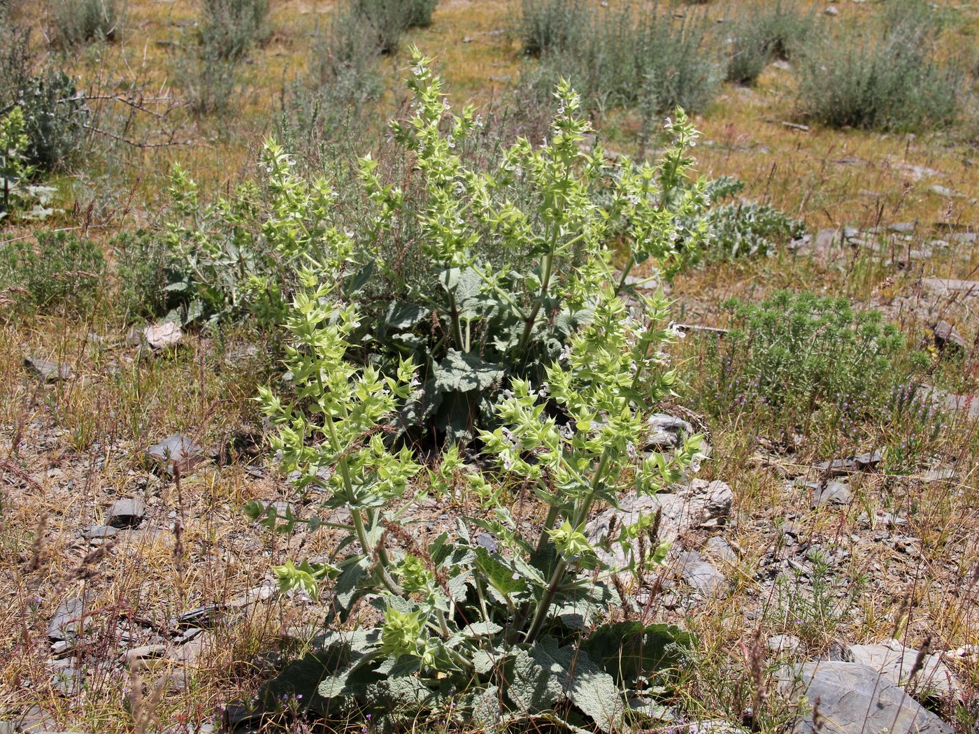 Image of Salvia spinosa specimen.