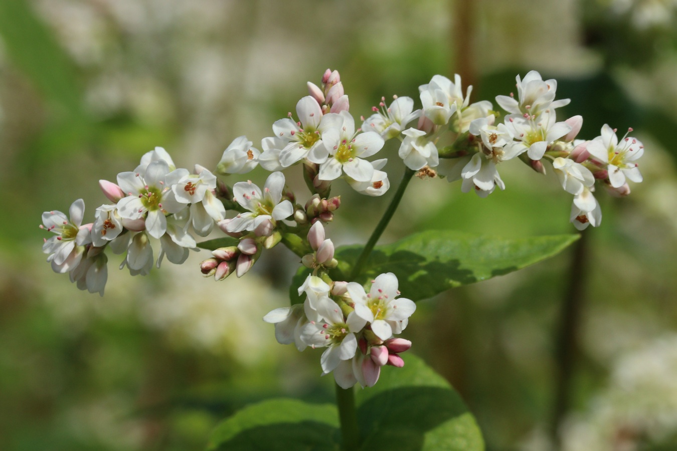 Изображение особи Fagopyrum esculentum.