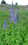 Смотреть изображение Veronica longifolia