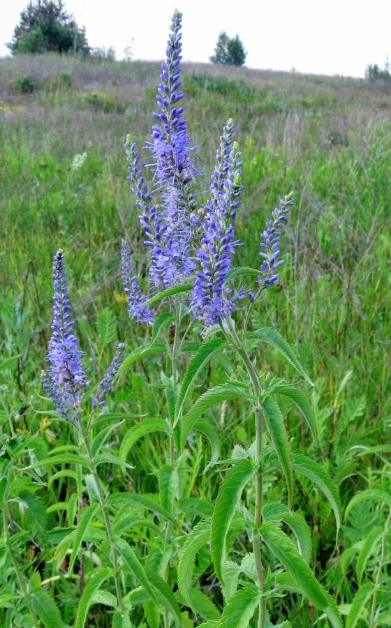 Image of Veronica longifolia specimen.