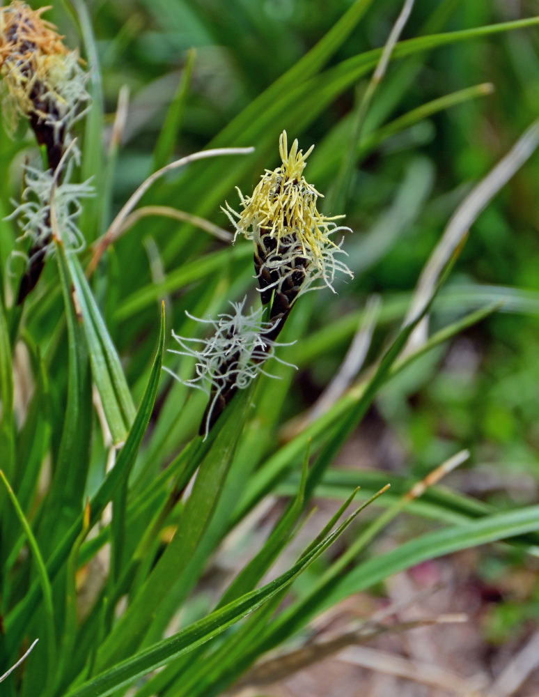 Image of genus Carex specimen.