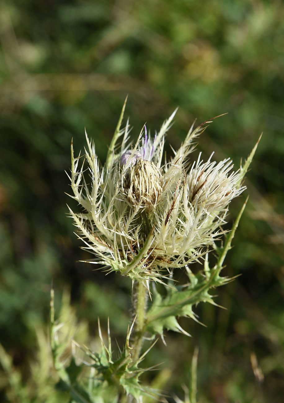 Image of Cirsium obvallatum specimen.