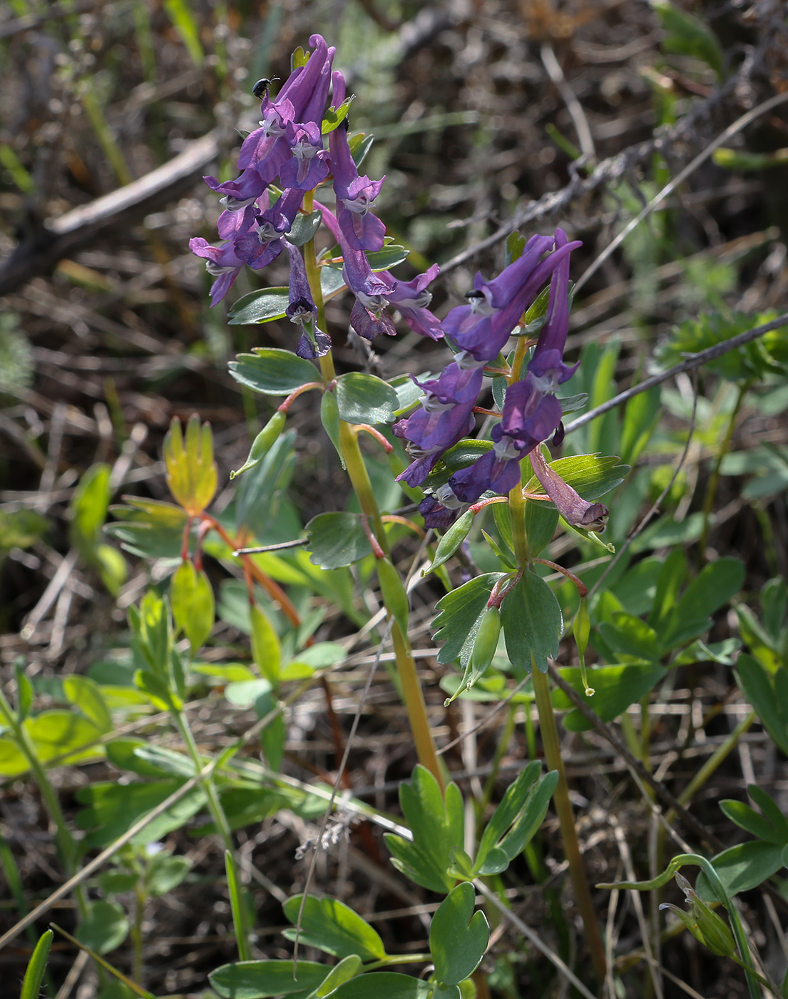 Image of Corydalis solida specimen.