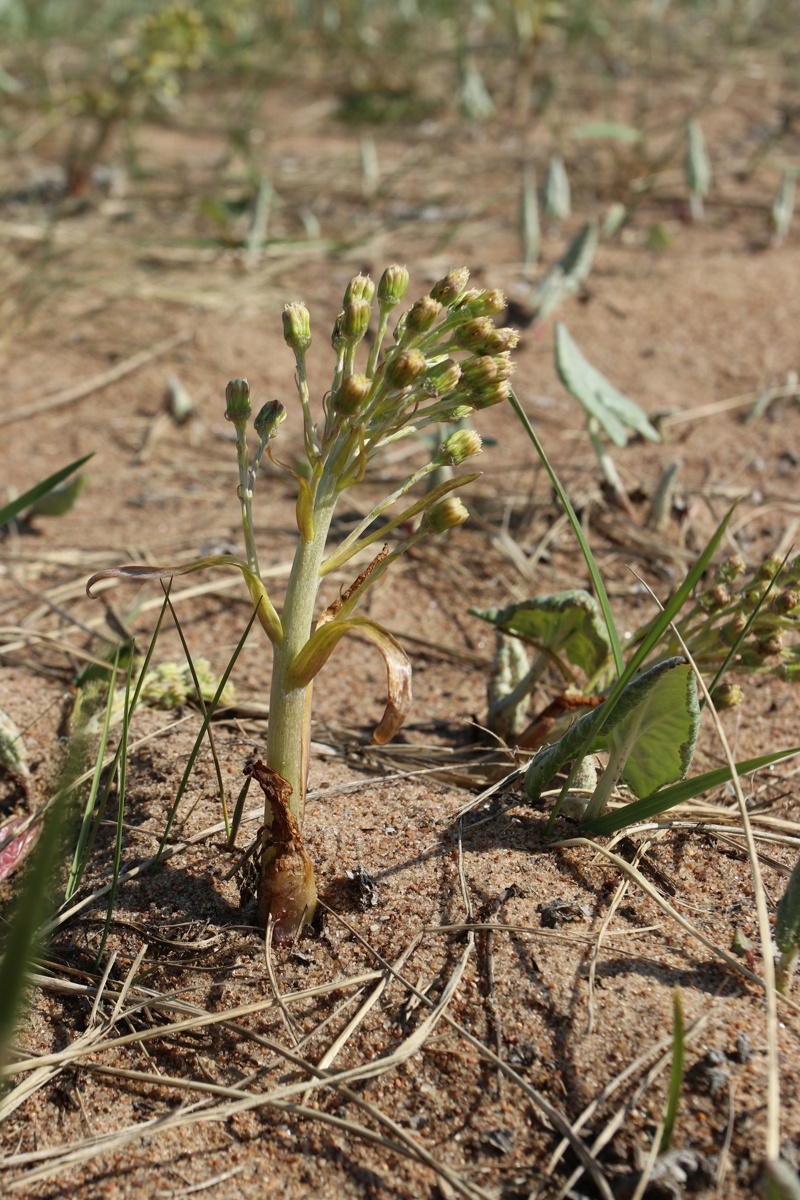 Изображение особи Petasites spurius.