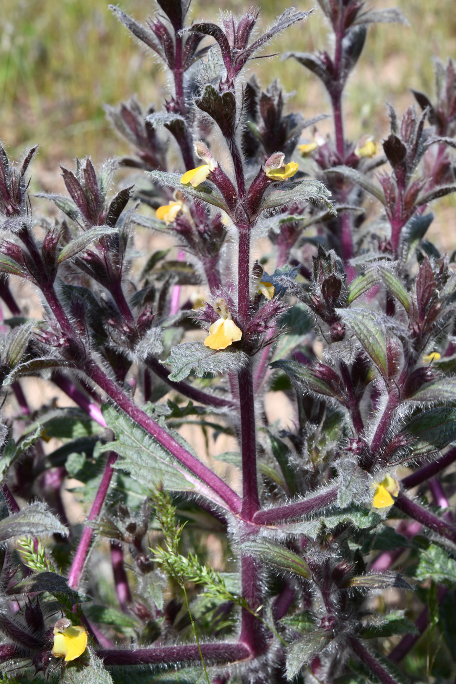 Image of Paraeremostachys dshungarica specimen.