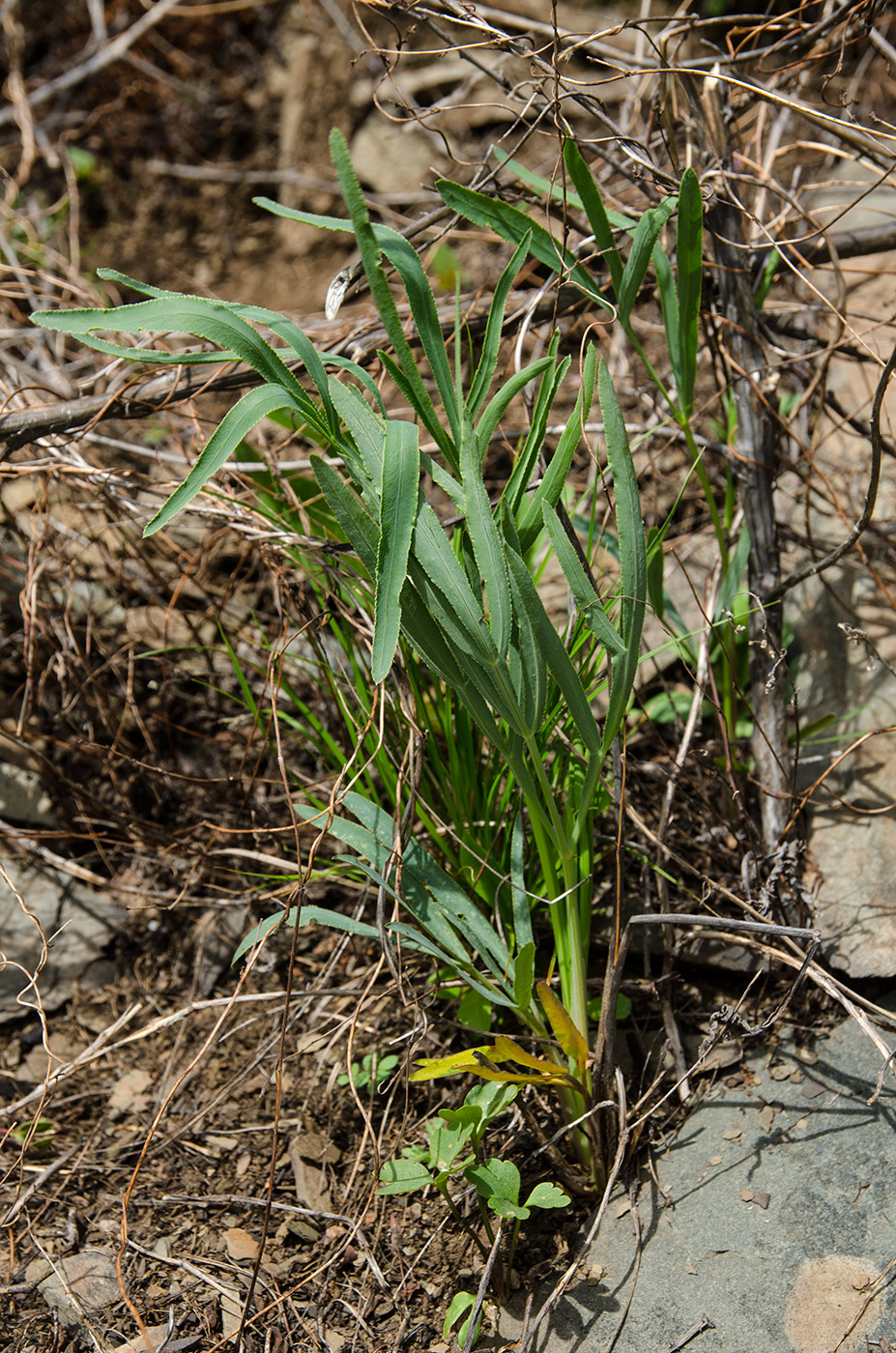 Изображение особи Falcaria vulgaris.