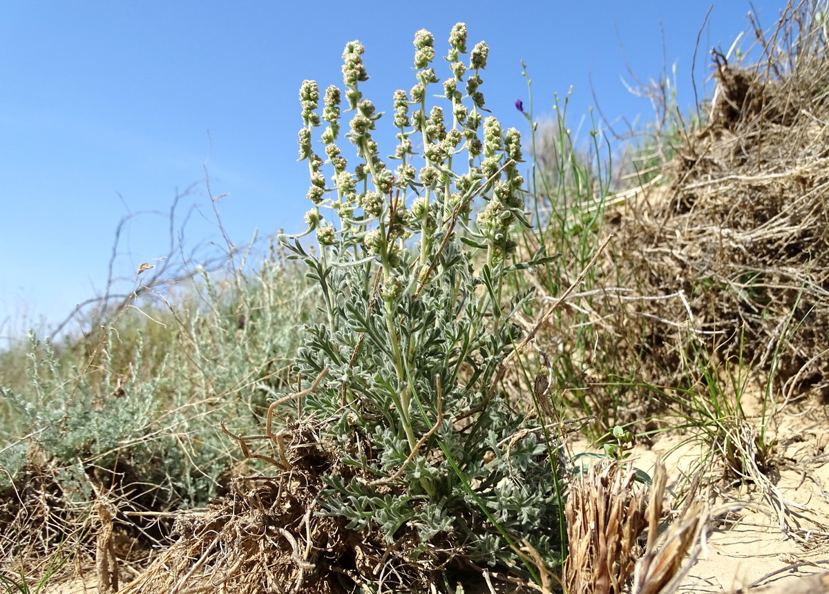 Image of Turaniphytum eranthemum specimen.