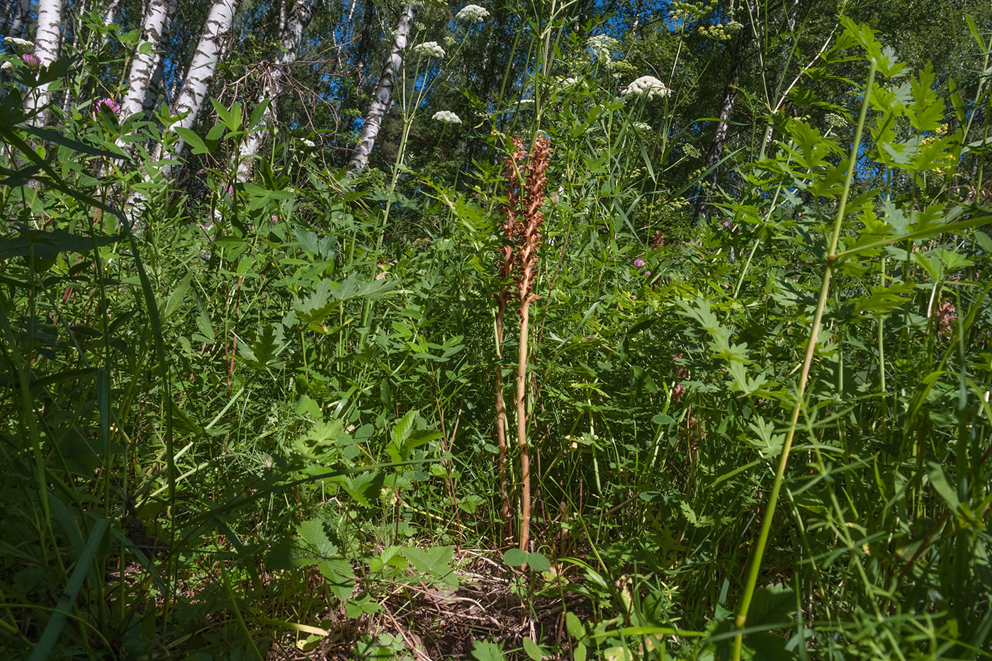 Image of Orobanche bartlingii specimen.