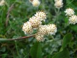 Antennaria caucasica