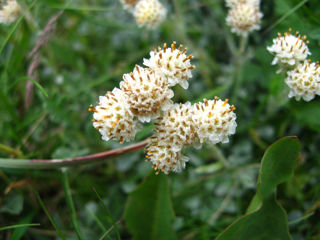 Image of Antennaria caucasica specimen.