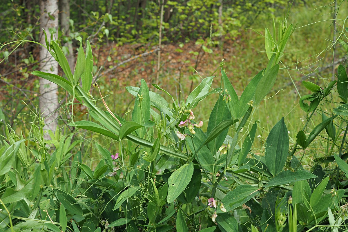 Image of Lathyrus sylvestris specimen.