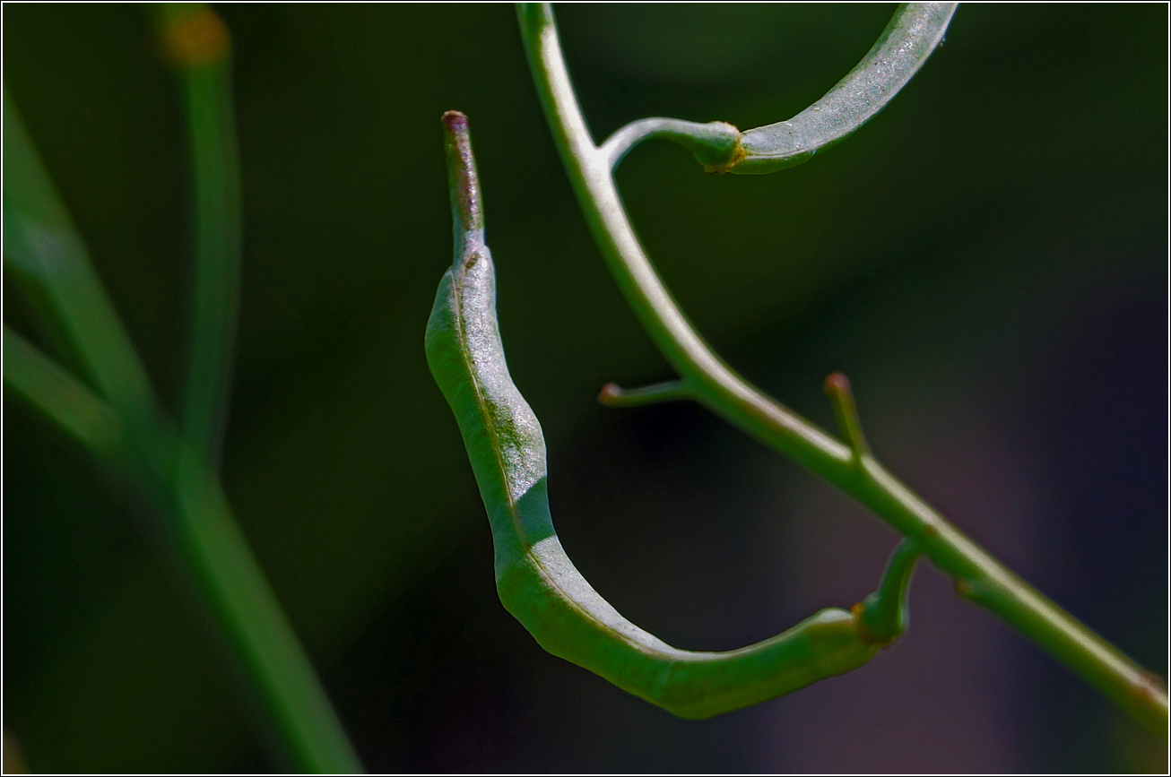 Image of genus Brassica specimen.