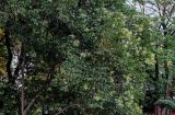 Ligustrum lucidum. Часть кроны цветущего дерева. Китай, провинция Шэньси, г. Сиань, в культуре. 11.06.2024.