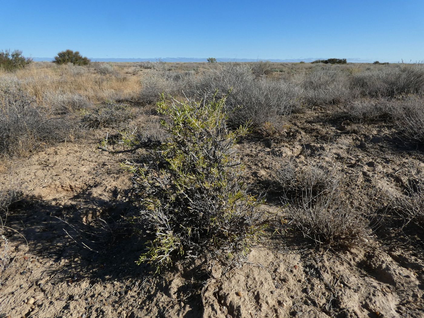 Image of Salsola laricina specimen.