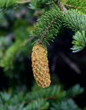 Picea ajanensis. Верхушка веточки с шишкой. Сахалин, Холмский гор. округ, мыс Слепиковского, окраина песчаного пляжа. 26.08.2023.