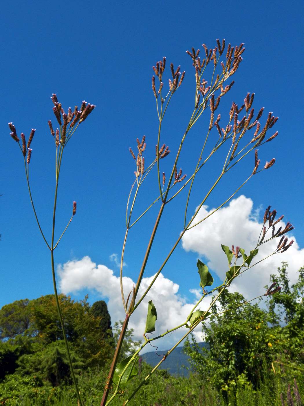 Изображение особи Verbena brasiliensis.