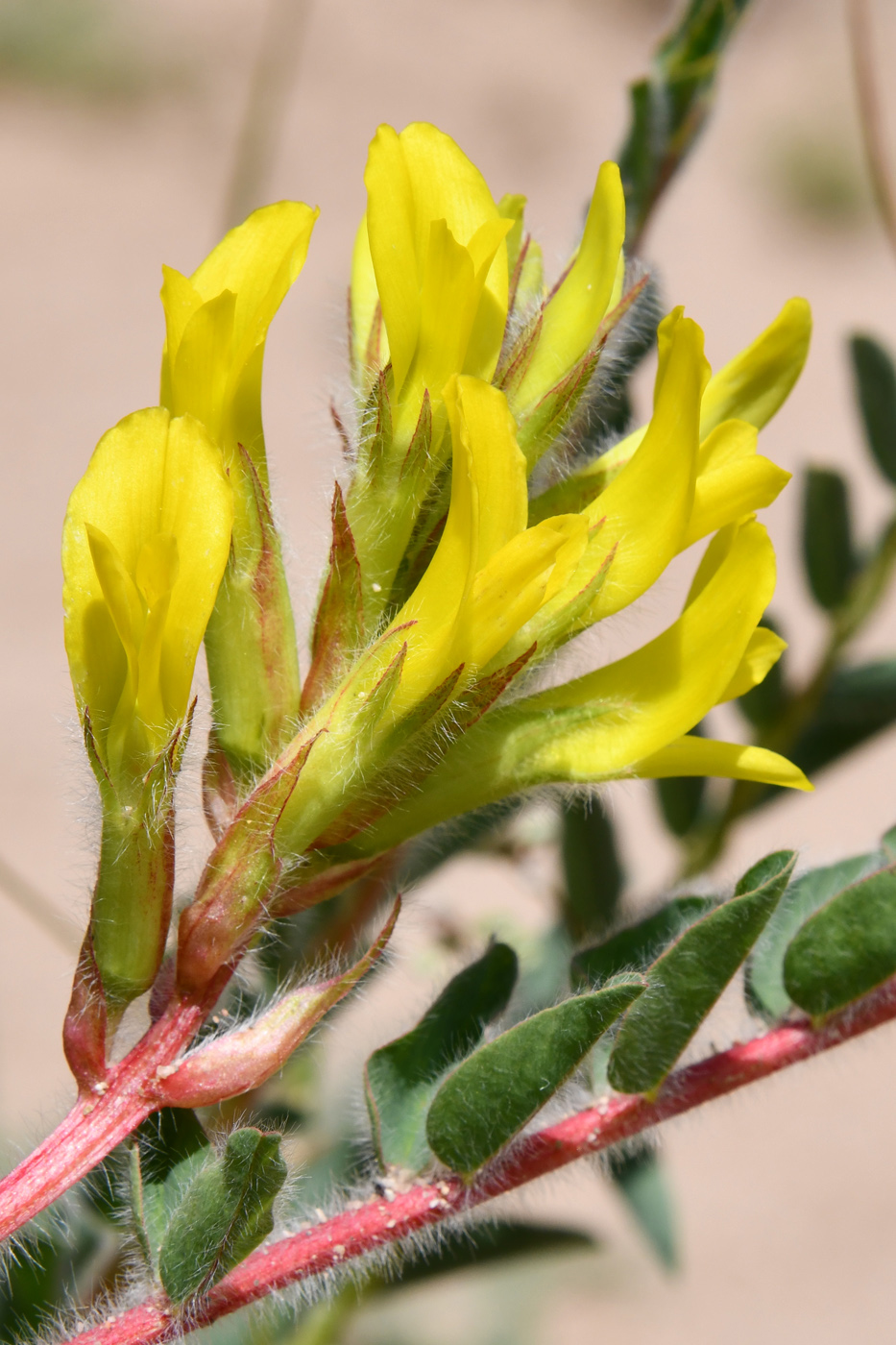 Image of Astragalus rubtzovii specimen.