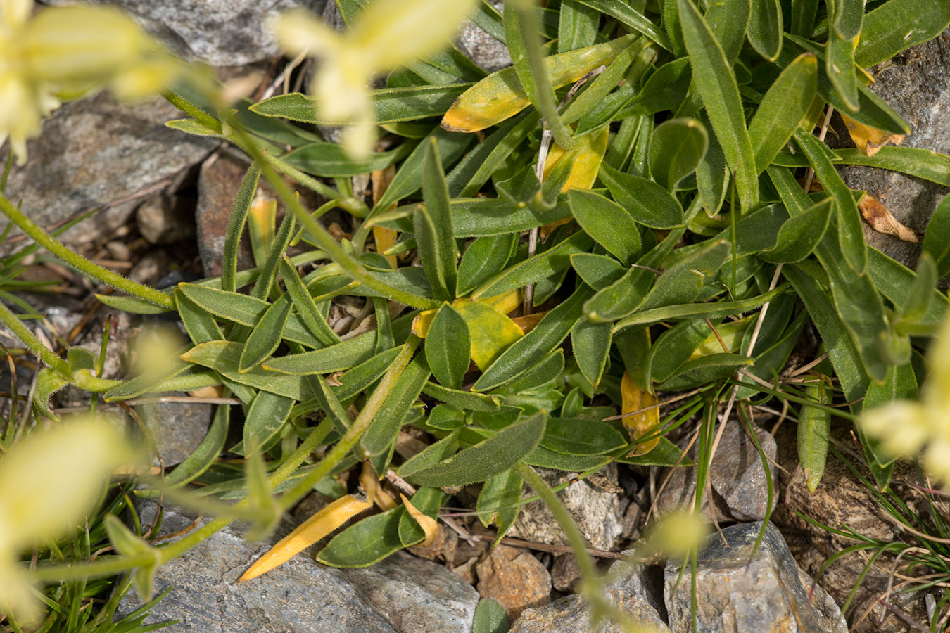 Image of Silene lychnidea specimen.