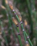 Equisetum hyemale