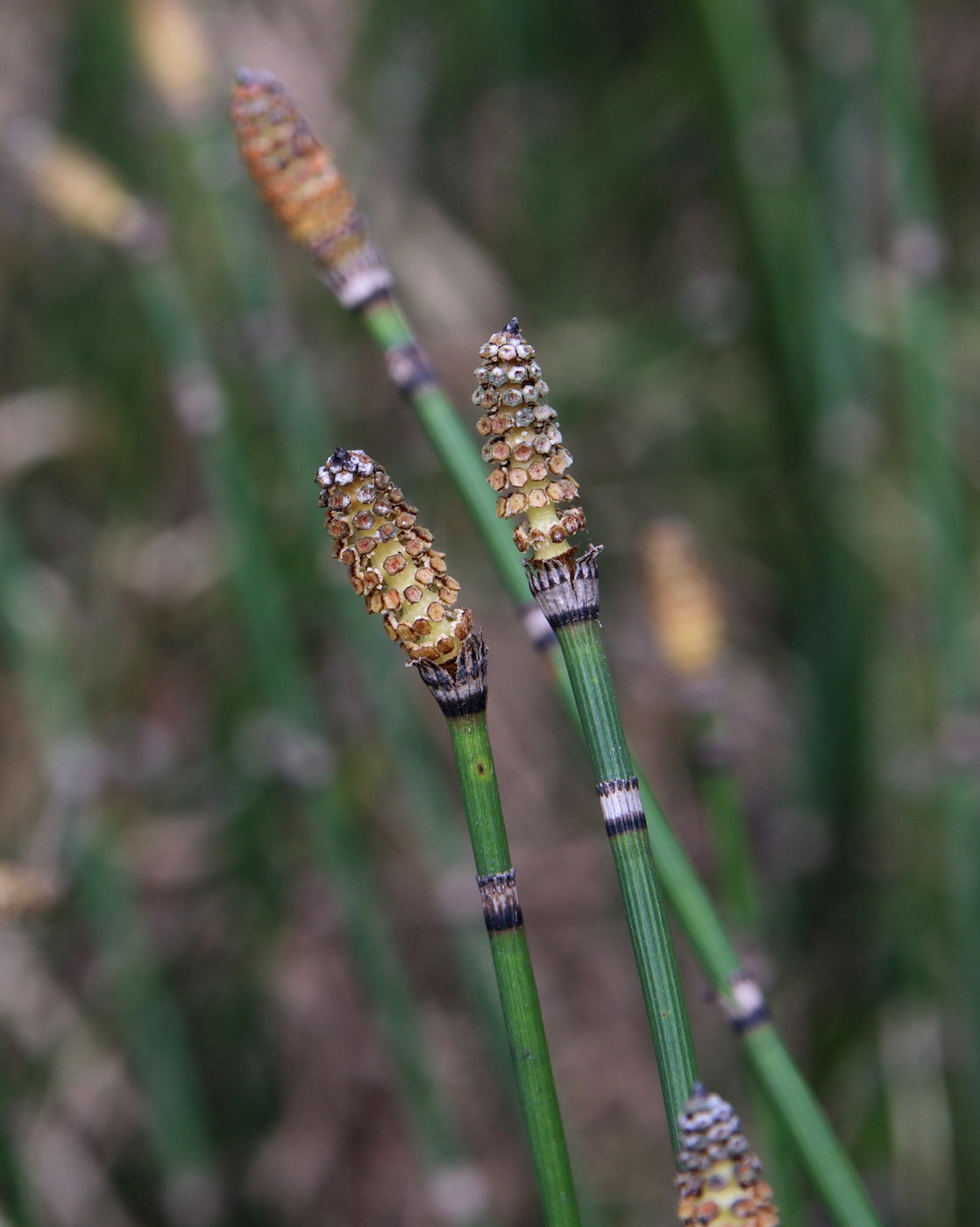 Изображение особи Equisetum hyemale.